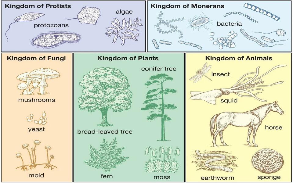 classification of living organism 960_600